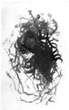 encre-A3-NB